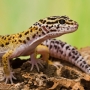 Como criar um gecko leopardo?