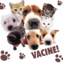 Listas das vacinas que cães e gatos precisam!