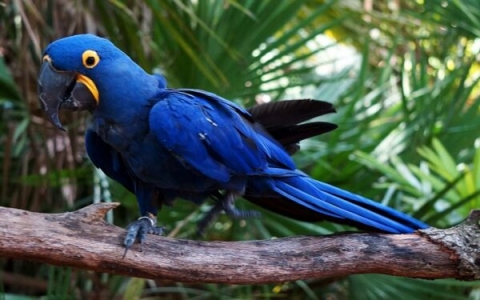 Arara azul: guia com nome científico, habitat, e mais! - Estimação