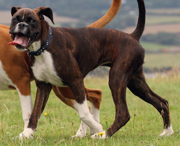 Cachorro da raça Boxer - Estimação