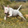 Cachorro Bull terrier, conheça esta raça!
