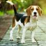 Beagle: conheça esta raça de cachorro!