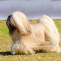 Lhasa Apso, como é esta raça de cachorro?
