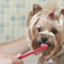 Como escovar os dentes do cachorro?