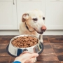 O que fazer quando o cachorro não quer comer?