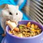 O que hamster pode comer?