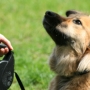 10 problemas comuns no adestramento de cães