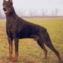 Cachorro da raça Dobermann