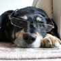 Cão guia para cegos – tudo que você precisa saber!