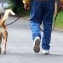 Por que e quantas vezes levar seu cão para passear?